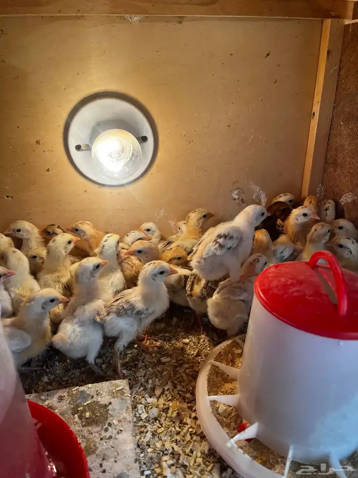 صوص دجاج بلدي 3