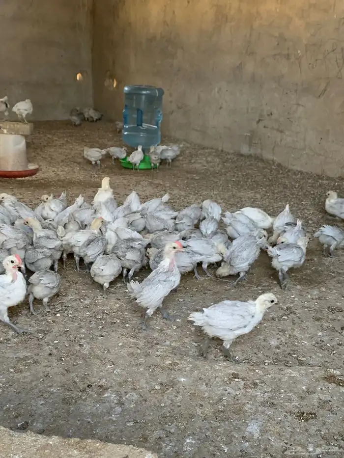 دجاج فيومي 2