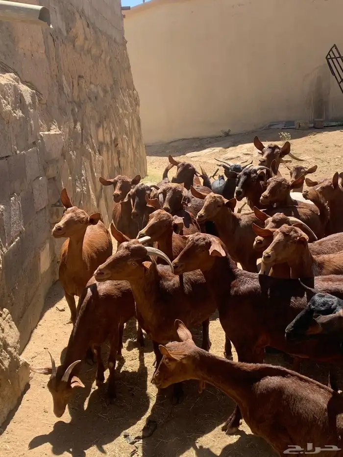 معزا جنوبيه مراح طيبه كلها من الجدعه الى السديدس تحتها تسعه 26