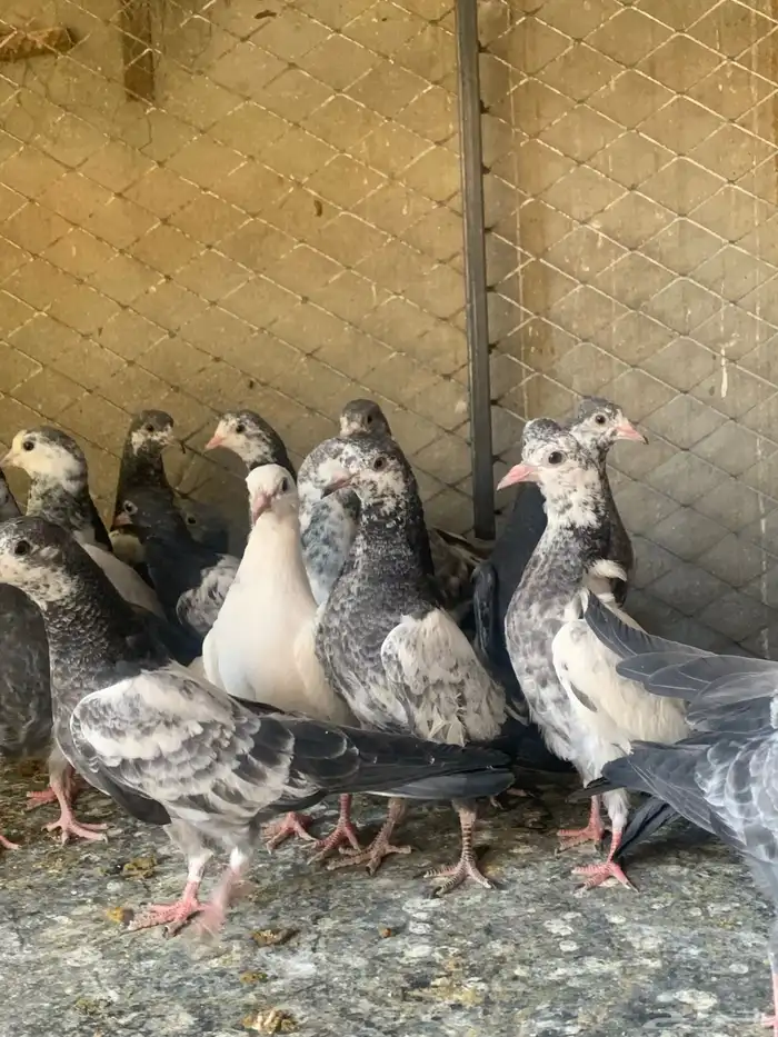 طبات حمام باكستاني طيار ( تم البيع ) 10