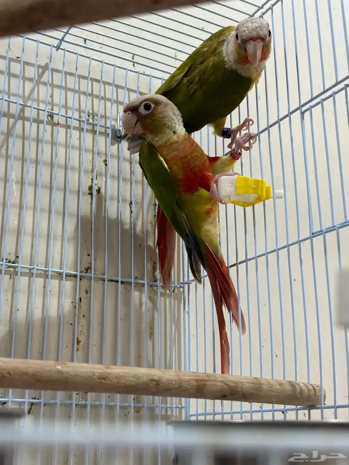 جوز كنيور مع الفروخ 0