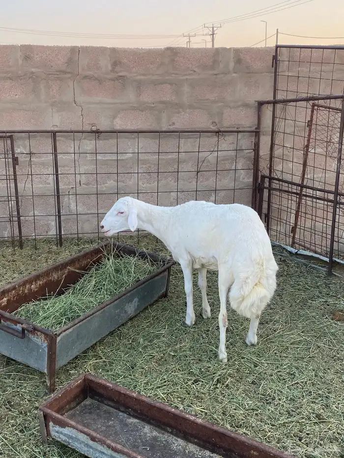خروف 0