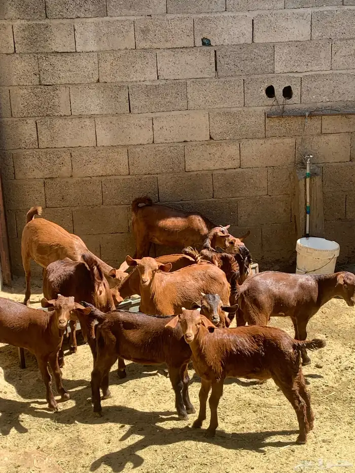 معزا جنوبيه مراح طيبه كلها من الجدعه الى السديدس تحتها تسعه 7