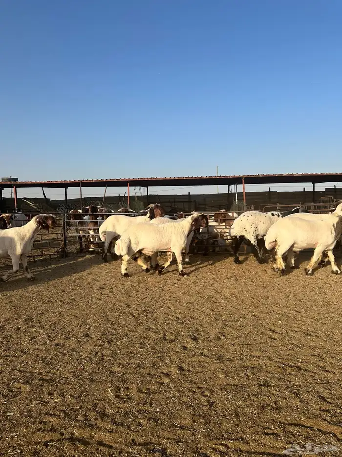 جذعان أنعينم صنف اللبييع 3