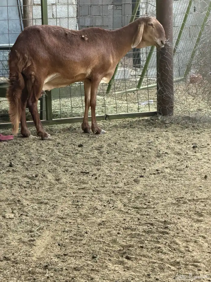 سوكني رخله حمراء ومعها طلي ورخله دورمان 4