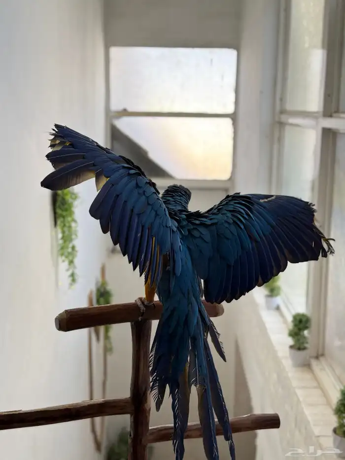 ببغاء مكاو اليف ولعوب ومتكلم عمر 10 شهور 5