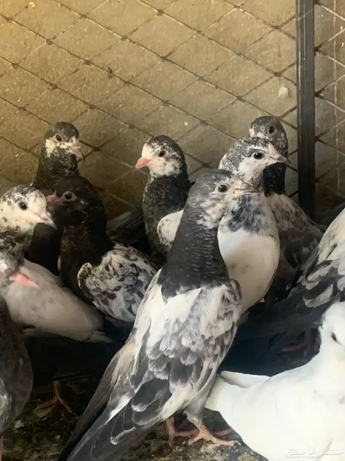 طبات حمام باكستاني طيار ( تم البيع ) 4