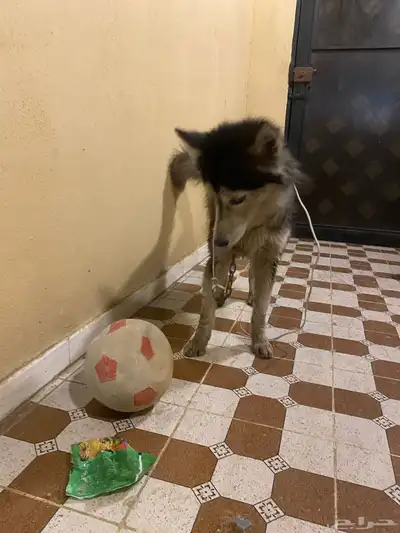 هاكسي مدرب index