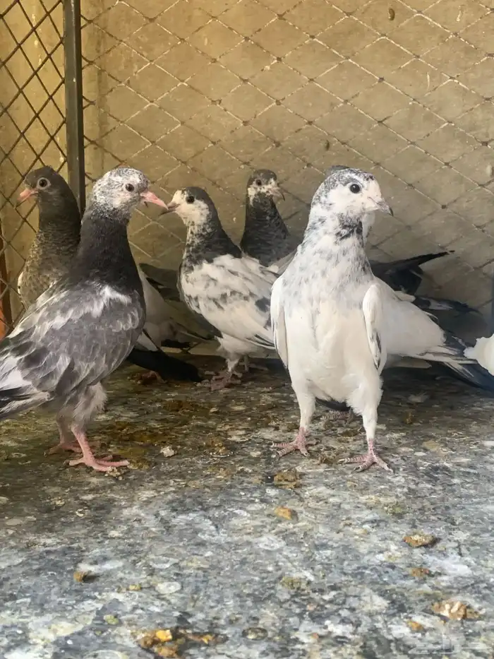 طبات حمام باكستاني طيار ( تم البيع ) 12