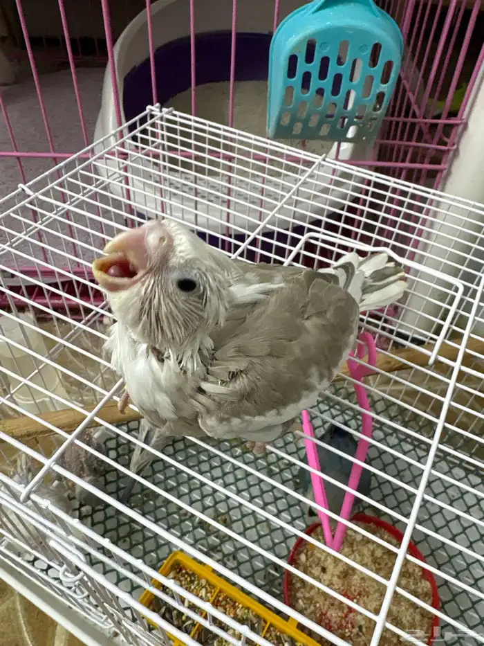 فروخ تحت الغر 0