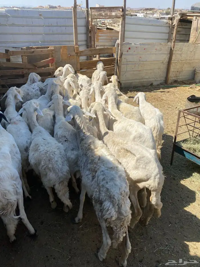 24 شاه غنم مسراح 12