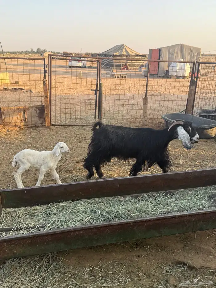 عنز حليب معها داغور 1