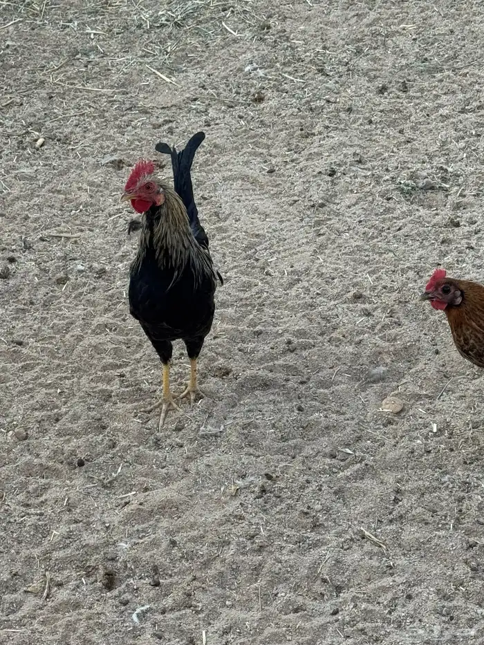 عدد 20 ديك للبيع تفريد وجمله 4