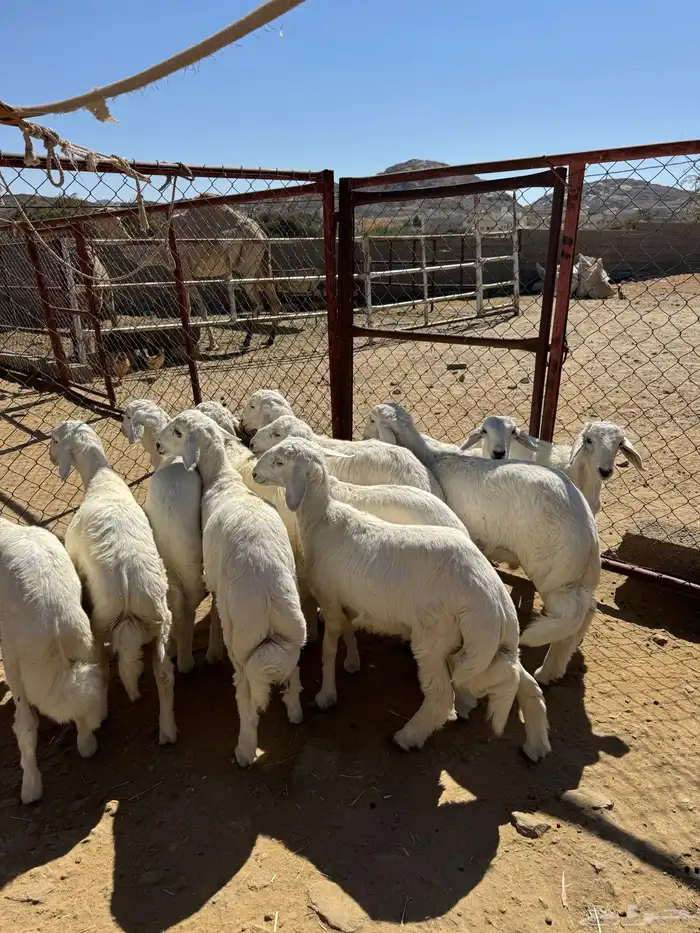 خرفان للبيع 0