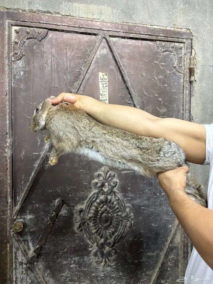 أرنب شنشلا بيور 0