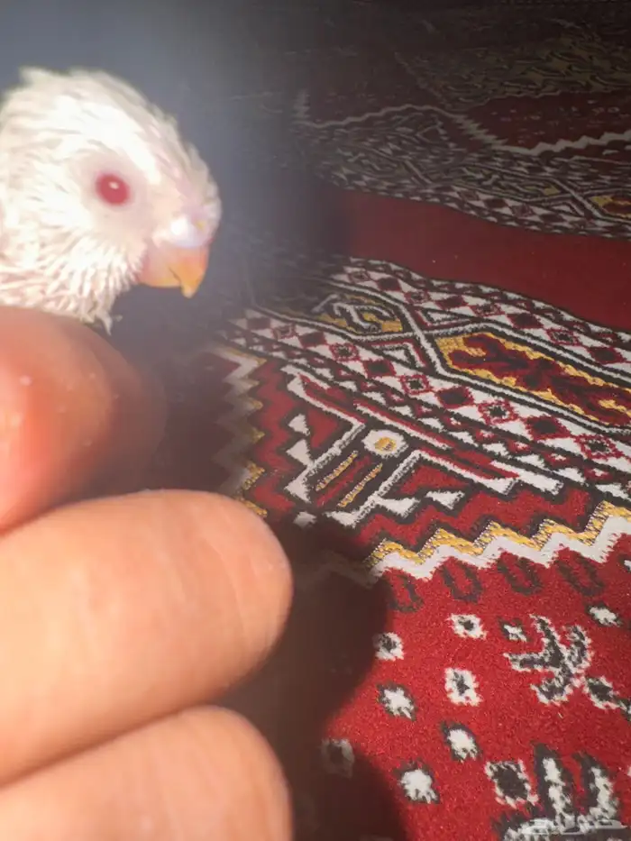 9فروخ بابدجي وهوقو ودرده ووردتين الاحساء المبرز 2