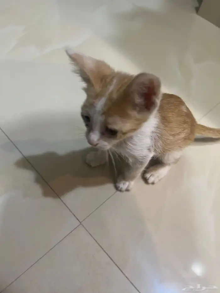 قطه صغيره مرميه للتبني 0