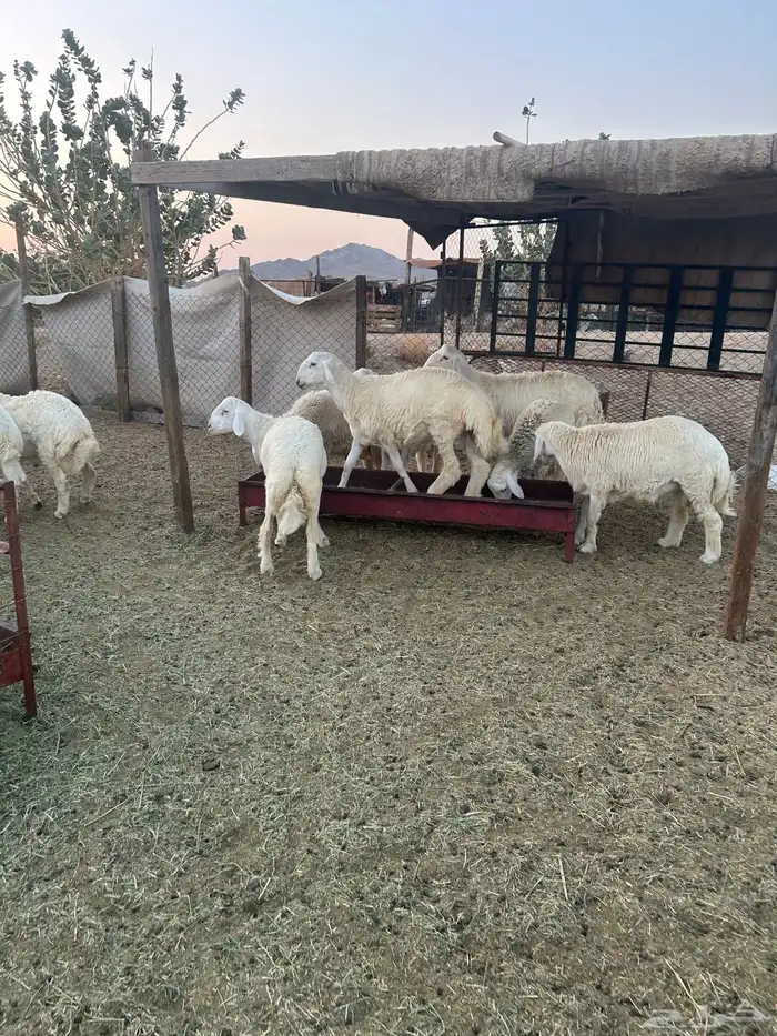 ذبايح حريه طليان و رخال 1