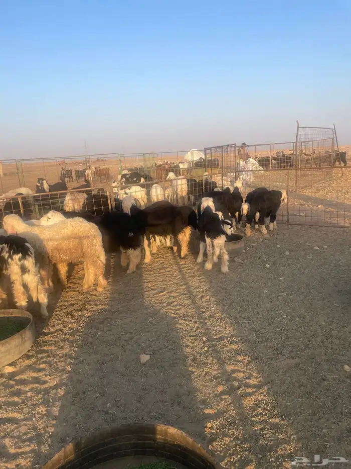 بهم نجد (( تم البيع )) 2