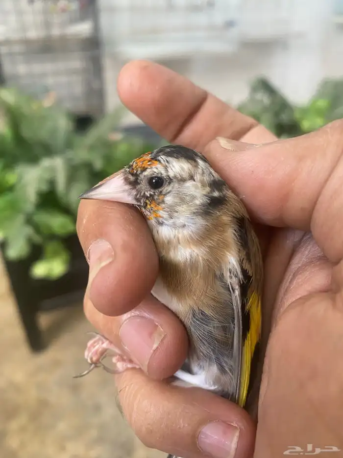 حسون سوري فرخ ذكر تم البيع 4