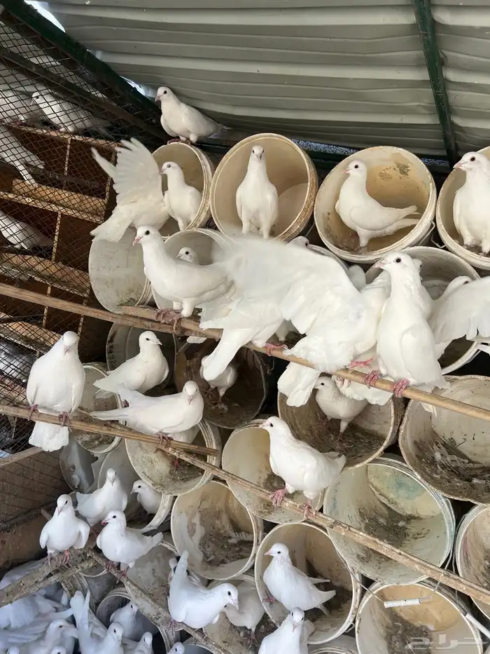 حمام فرنسي لاحم الموقع الخرج 5