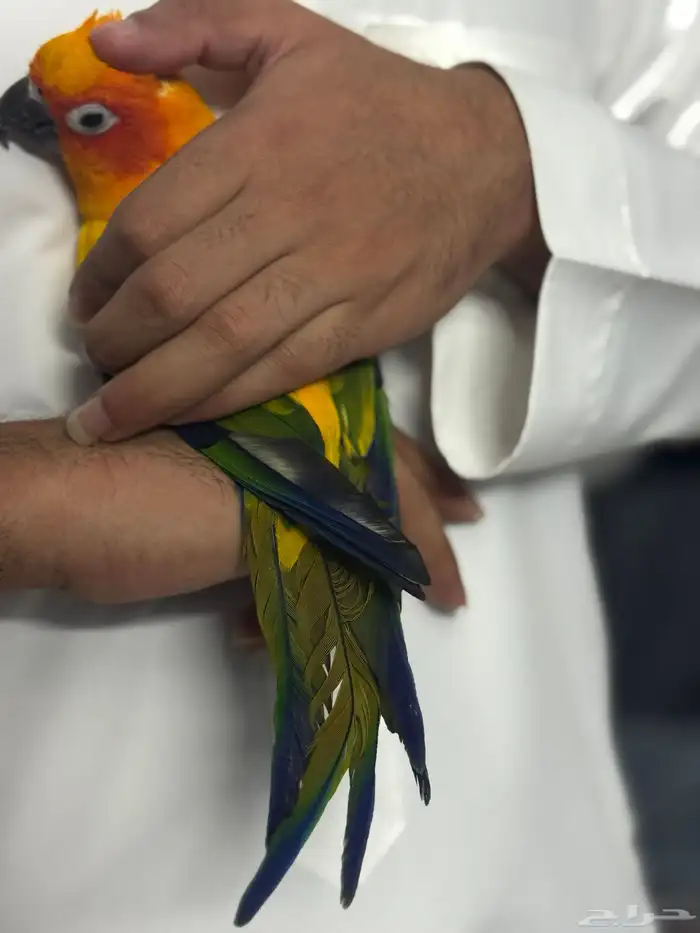 صن كنيور أليف الشامسي 2