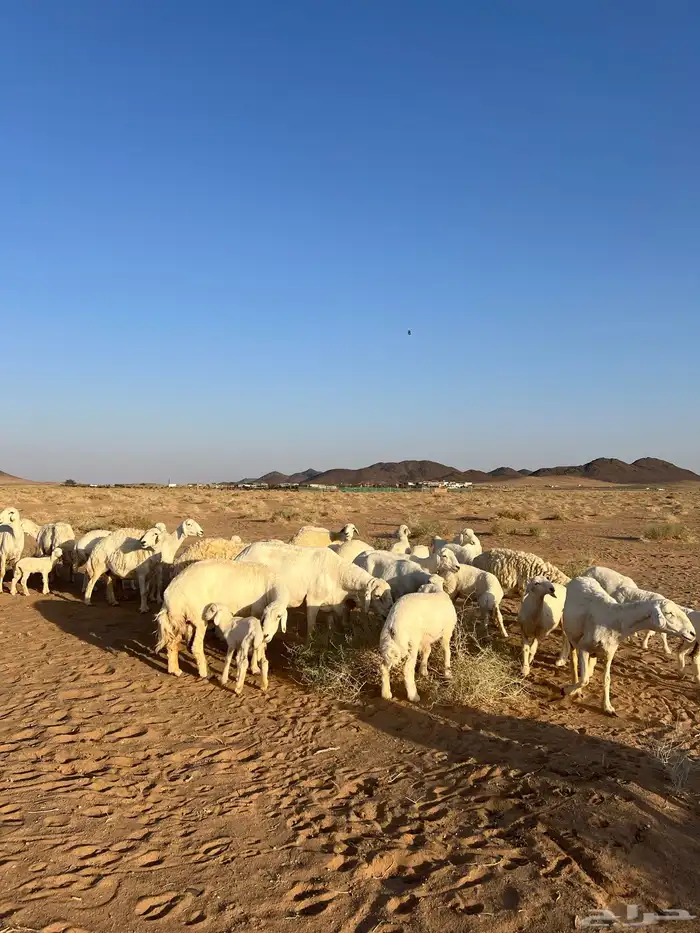 غنم مراح العدد 51 رأس 5