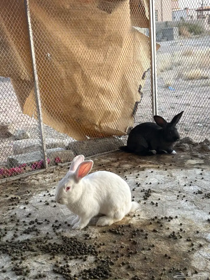 ارانب ذكور للبيع 1