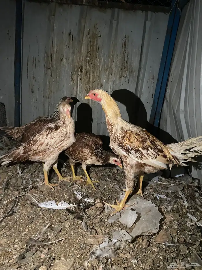 تم البيع الله يبارك 12