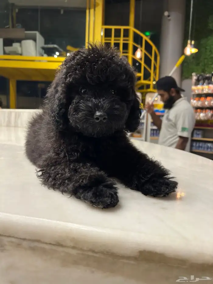 للبيع جرو بيور توي بودل مستوى عالي لون ملكي 13