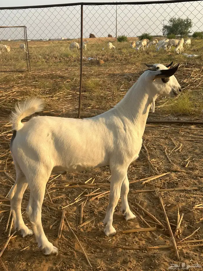 مشروع فحل بيشي صنف الصنف 1