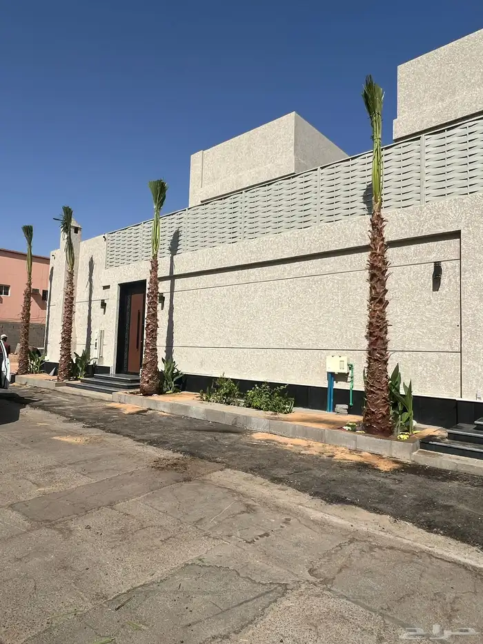 نخل زينه واشنطني ونخل عربي مثمر 10