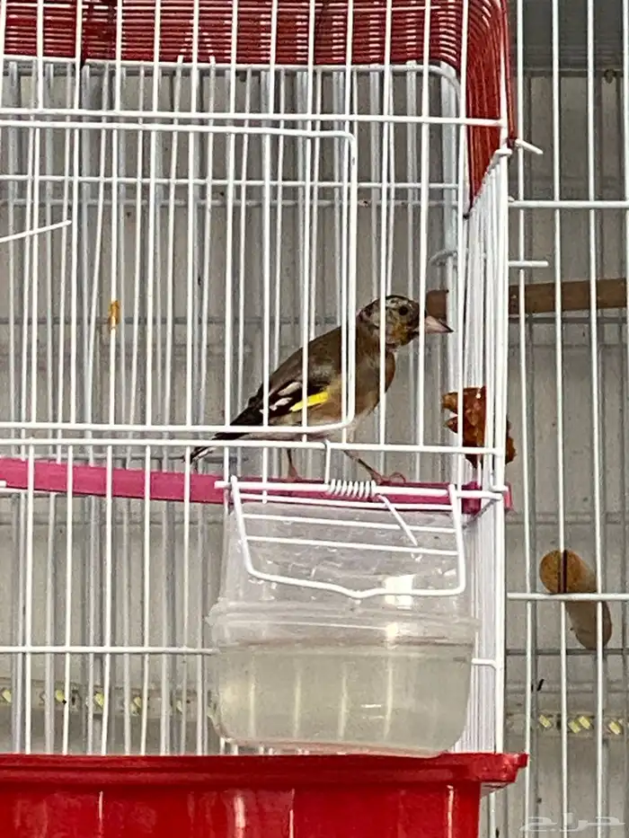 حسون سوري فرخ ذكر تم البيع 8