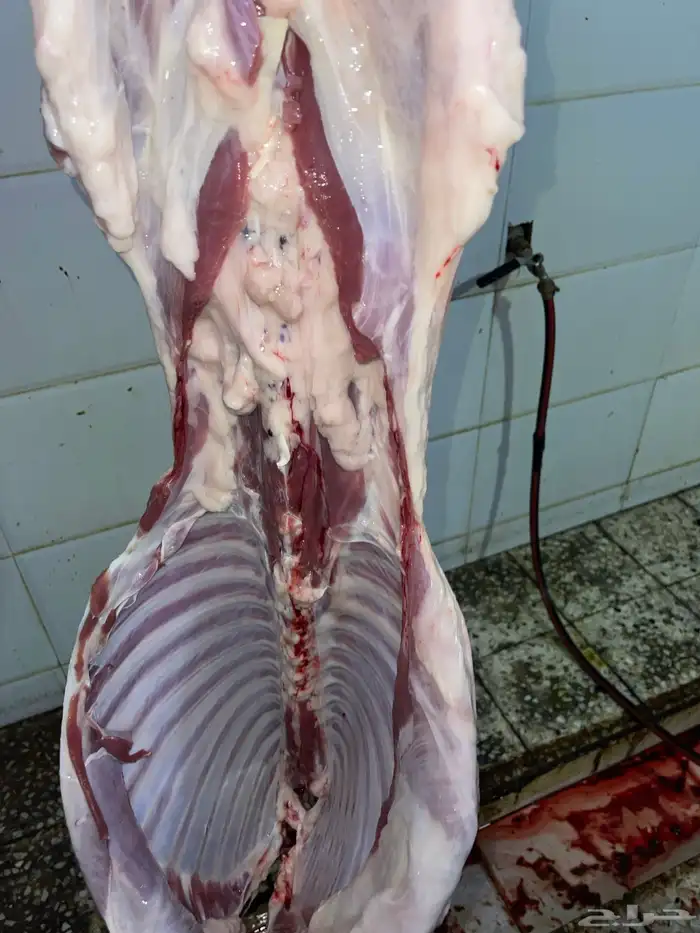 طليان حري وتيوس محايلي وسواكني 12