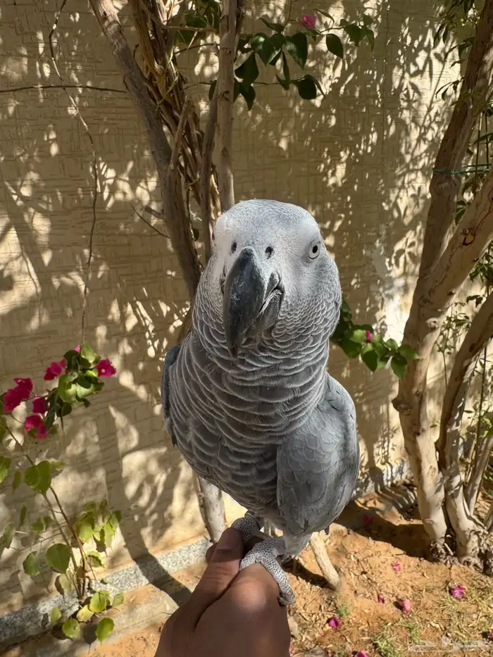 كاسكو للبيع 1