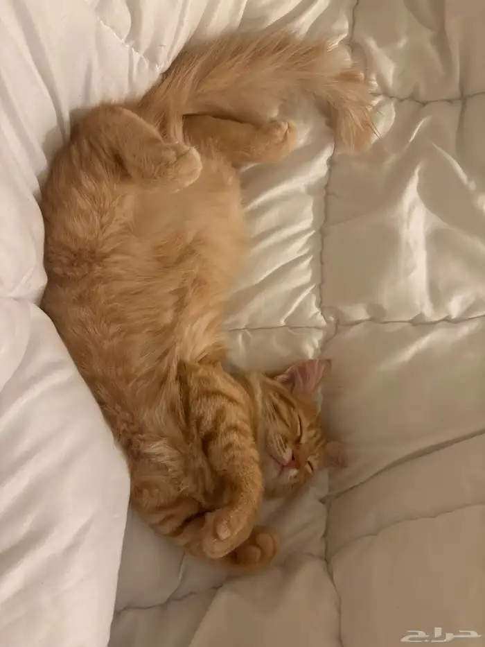 قط برتقالي عمره 4 شهور للتبني جيزان حي الشاطئ 0