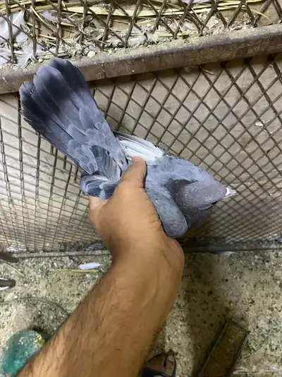 جوز صنعاوي اصيل index