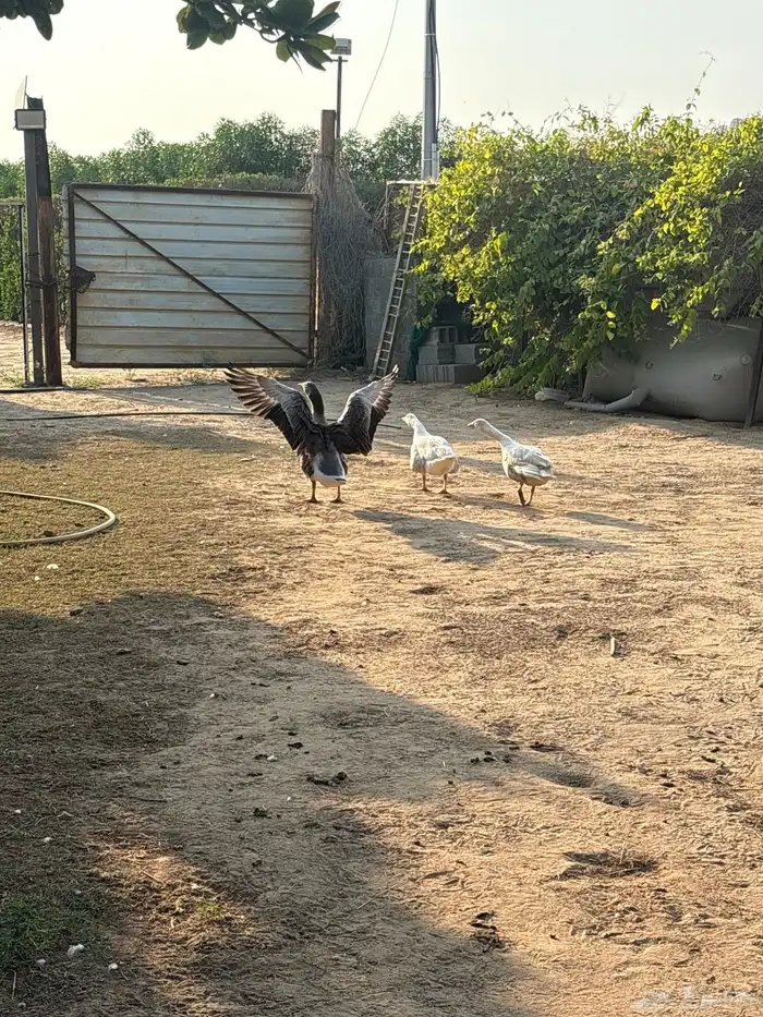 وز ذكر و انثتين 8