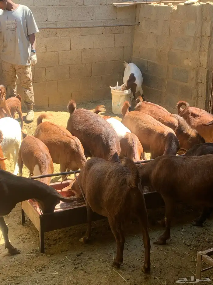 معزا جنوبيه مراح طيبه كلها من الجدعه الى السديدس تحتها تسعه 17