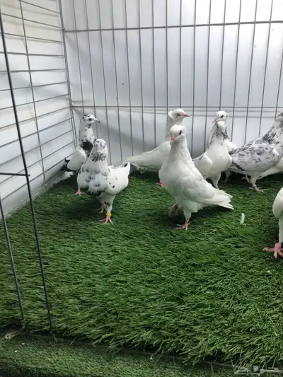 مجموعة هايفلير وهندي index