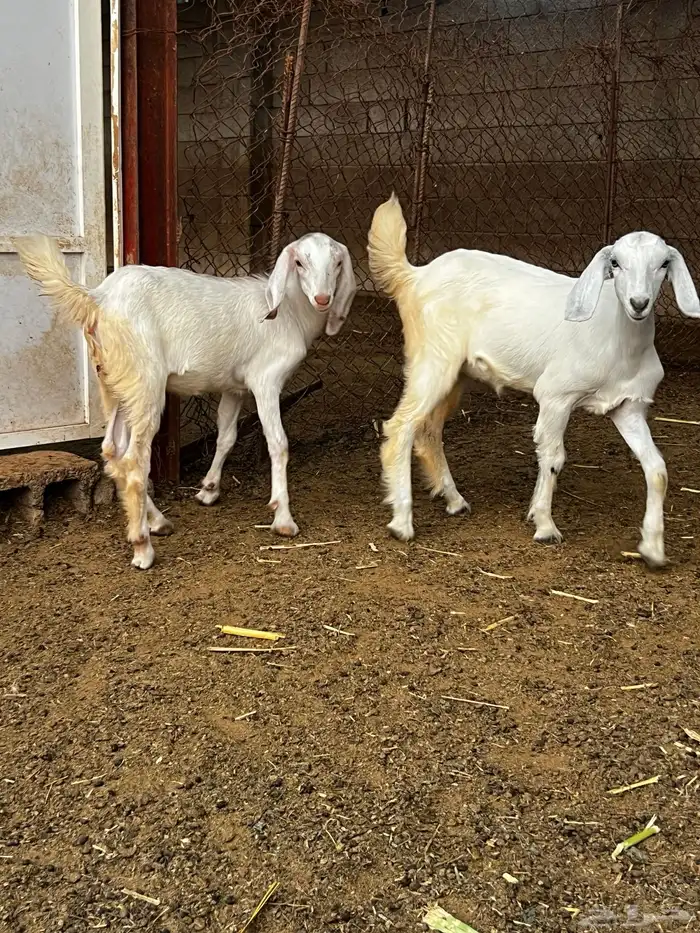 جفار وتيس للبيع 0