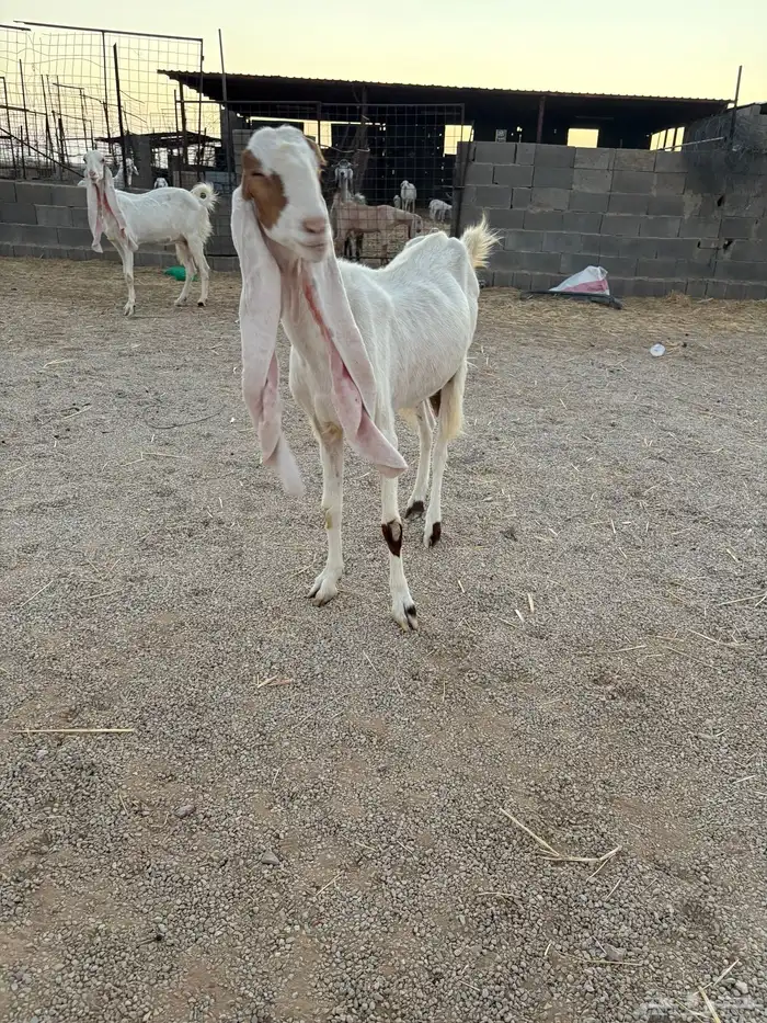 للبيع معزاء هولنديه 4