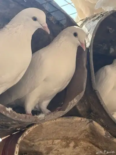 عشه هنديات من نوع الوحشيات حلوات index