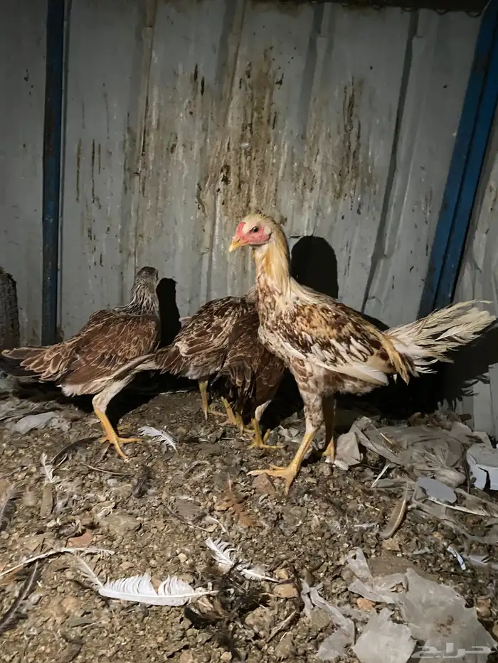 تم البيع الله يبارك 11