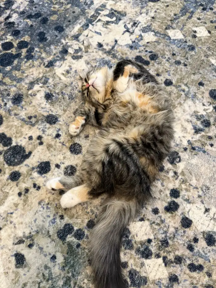 قطة شيرازي للبيع 1