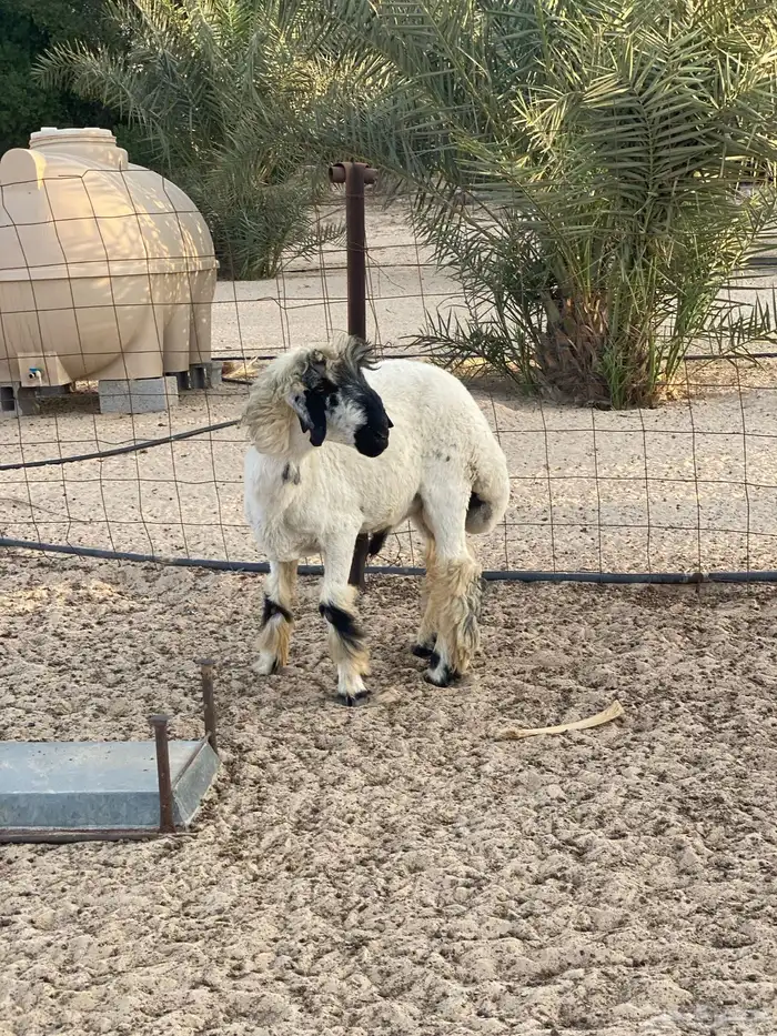 طلي جذع عربي 4