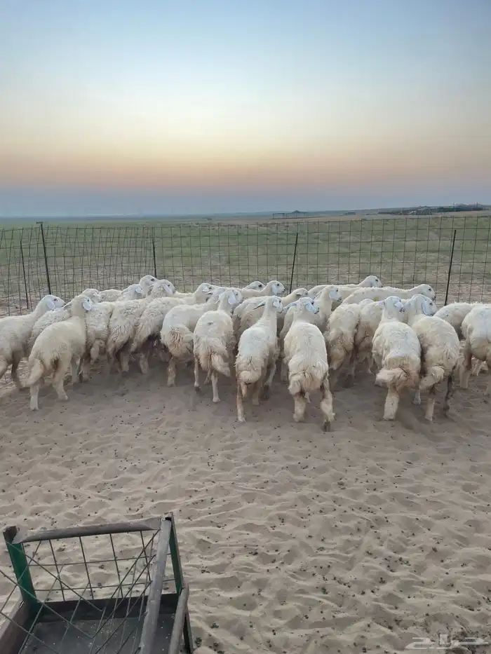 رخال مقنى وذبح 0