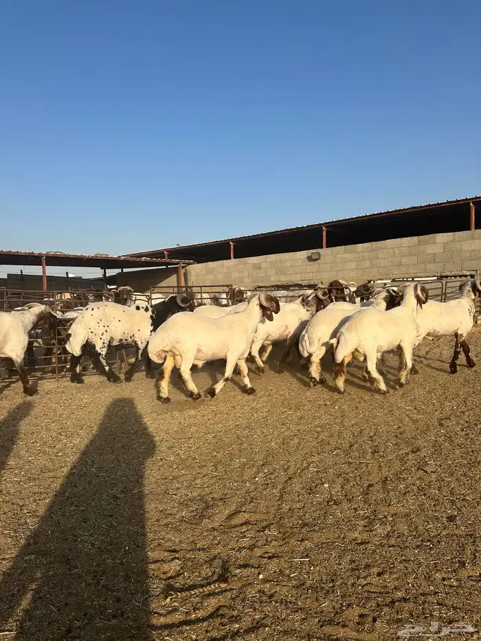 جذعان أنعينم صنف اللبييع 5