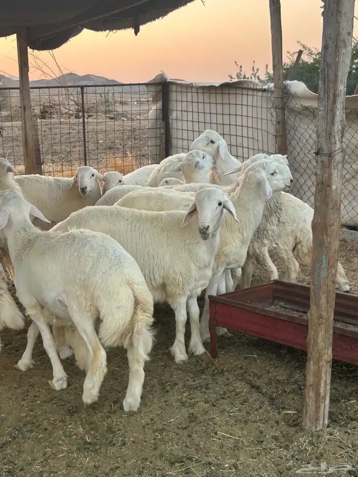 ذبايح حريه طليان و رخال 3