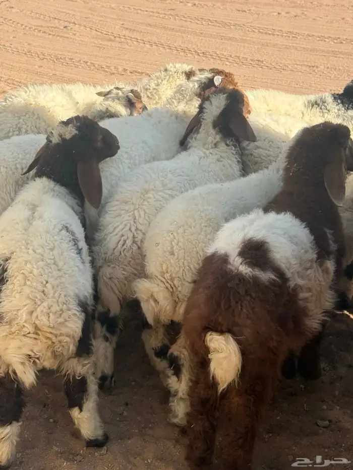 بهم تربيه نعيم عدد 22 1